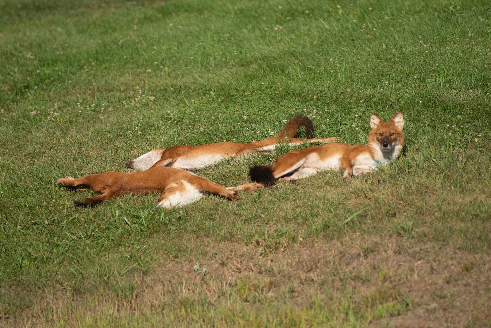 Dhole the wilds